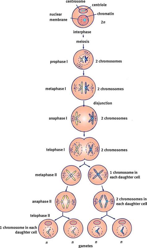 Resources for Life Science: Mitosis and Meiosis