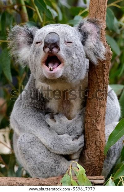 Male Koala Giving Mating Call Stock Photo 559617979 | Shutterstock