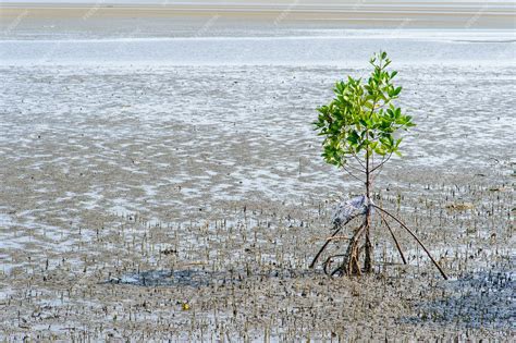 Premium Photo | Mangrove trees