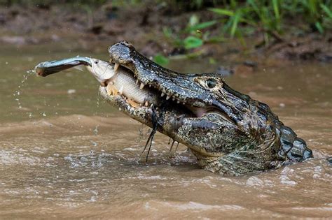 A Yacare caiman crocodile catching a tiger fish catching a fish in Rio ...