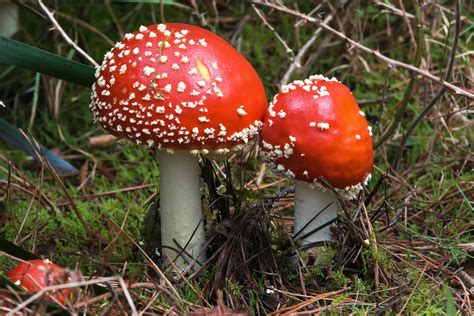 File:Amanita muscaria Marriott Falls 1.jpg - Wikipedia