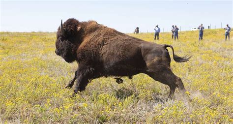 Bison Gores 72-Year-Old Woman Taking Its Photo At Yellowstone Park