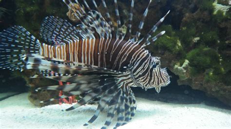 Taming the lionfish: Florida fights back against invasive species - CNN.com