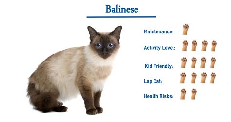 The Balinese Cat Breed… Everything You Need to Know at a Glance!