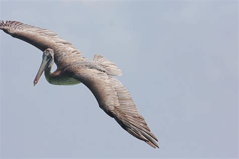 94,000+ Pelican Flying Pictures