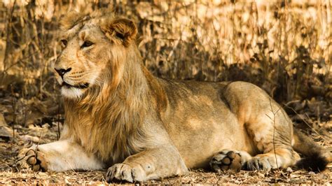 Gujarat-Diu Border To Get New Lion Safari Park