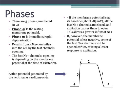 Cardiac Action Potential Steps