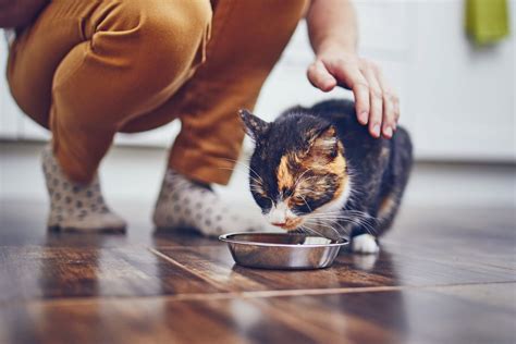 Probiotics for Cats: What They Are and Vet-Recommended Picks