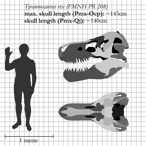 T. rex: the most iconic skull ever by theropod1 on DeviantArt