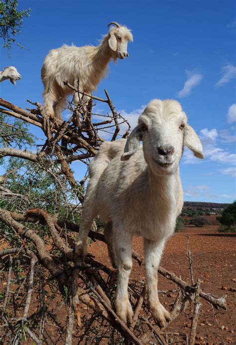 Photos Capture the Incredible Tree-Climbing Goats of Morocco Mounting Branches