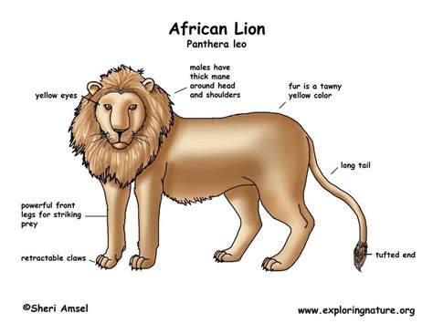 Lion (African)