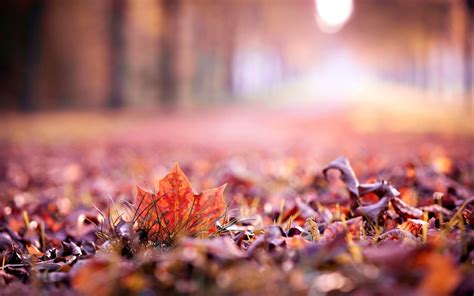 Close Up Autumn Leaves Leaf Leave Macro Blur Beautiful - Fall Leaf ...