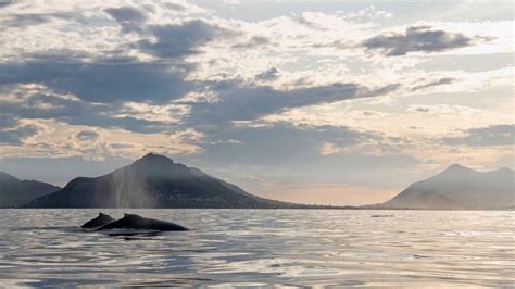 Look: False Bay's magnificent marine life through the seasons