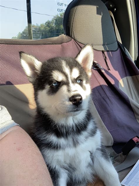 Alaskan Husky Puppies For Sale | Lewisville, OH #304320