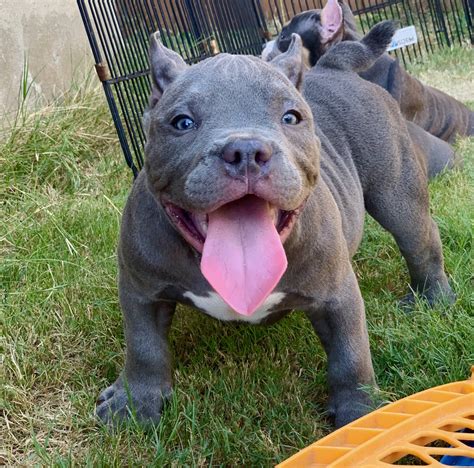 "American Bully" Puppies For Sale | San Antonio, TX #304795