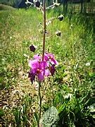 Category:Verbascum phoeniceum - Wikimedia Commons