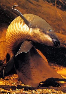 The Fact Of Creation: FOSSIL MUSEUM - SF0079: LUNGFISH