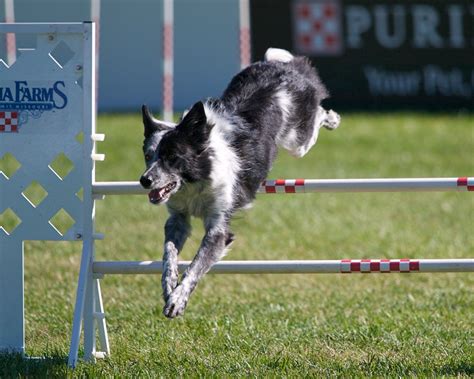Top 10 Best Dogs for Agility Training | Herepup