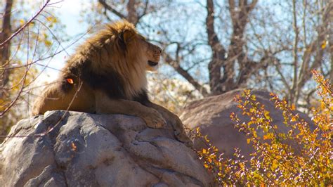 Denver Zoo Pictures: View Photos & Images of Denver Zoo