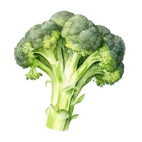 Watercolor Broccoli Vegetable Clip Art, Broccoli, Watercolor, Hand PNG Transparent Image and ...