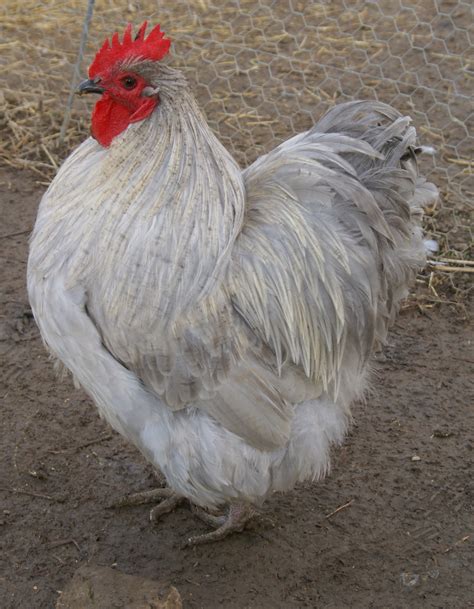 Orpington For Sale | Chickens | Breed Information | Omlet