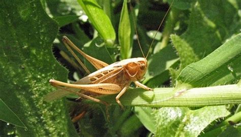 Description of the Habitats Grasshoppers Live In | Garden Guides