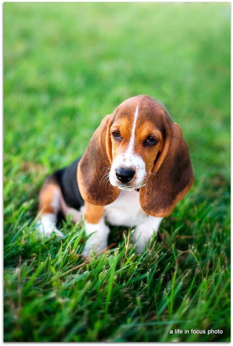 Puppies Pictures Gallery: Basset Hound Puppies Pictures