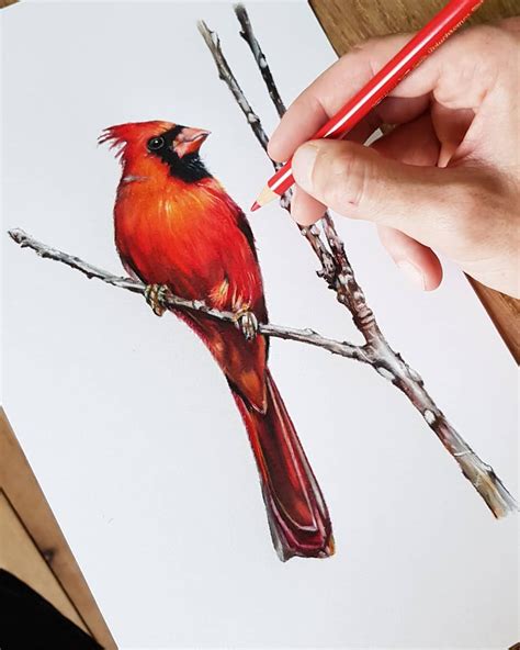 Quick little drawing of a Northern Cardinal, about 5 hours all in one sitting. Mainly an excuse ...