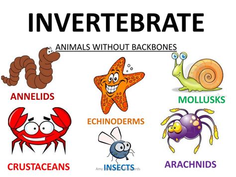 Invertebrates Examples