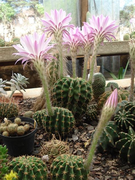 Echinopsis oxygona | Cactus plants, Cactus types, Cacti and succulents