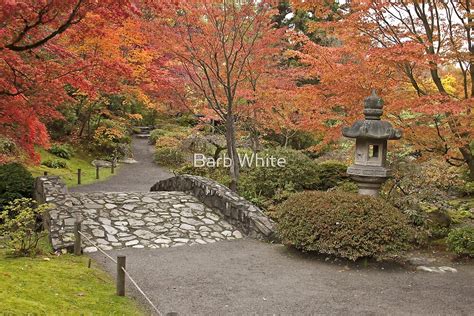 "Japanese Gardens, Washington Park Arboretum" by Barb White | Redbubble