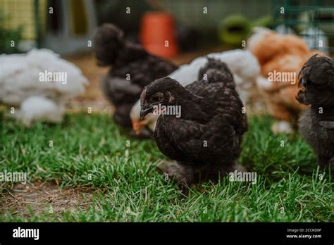 Pekin Bantam Chicks Pets in the Back Garden Stock Photo - Alamy