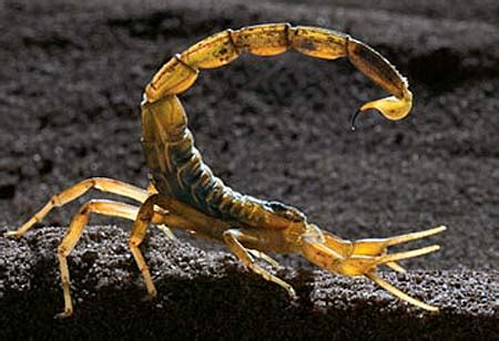 Deathstalker Scorpion l Dangerous - Our Breathing Planet