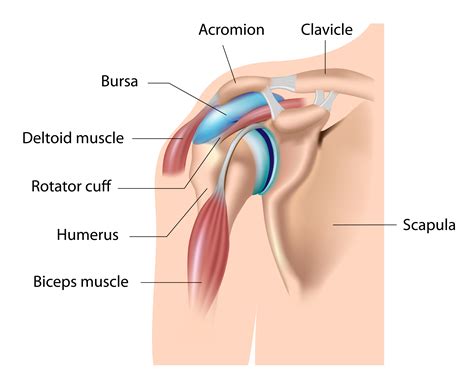 Rotator Cuff Injury: Symptoms, Diagnosis & Treatments - pt Health