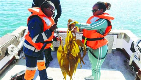 In Namibia, kelp forests help lock up planet-heating carbon - Gulf Times