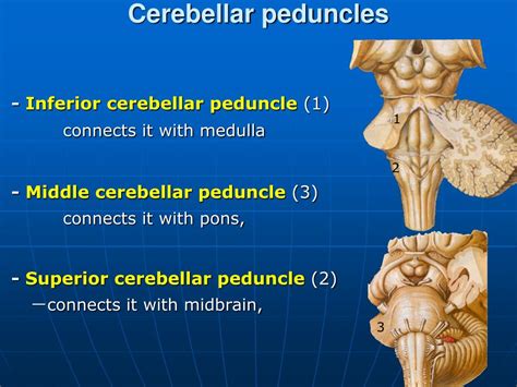 PPT - Gross anatomy and development of the brain stem and cerebellum ...