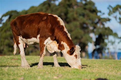 Premium Photo | Cows grazing at sunset on a farm in australia