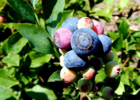 Dependable and Delicious Rabbiteye Blueberries | Institute News in 2021 | Edible landscaping ...