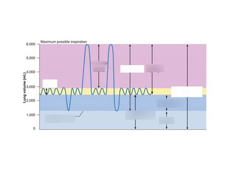 Lung Volume Diagram | Quizlet