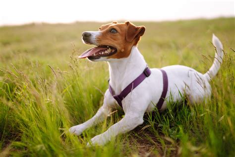 Fleas In Dogs: Causes, Treatment, & Prevention - BARK Post