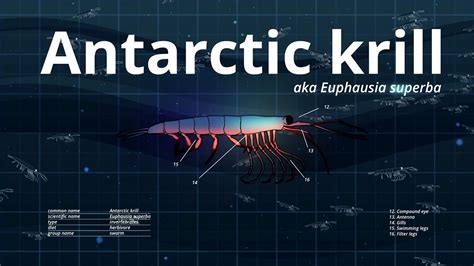 Antarctic Krill Swarm