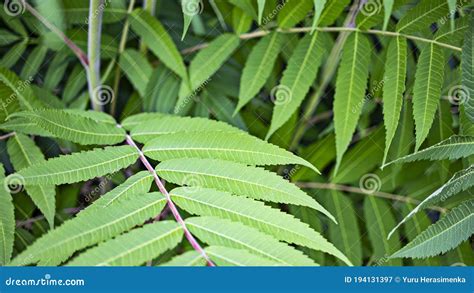 Sumac Fluffy or Vinegar Tree. Bright Green Leaves. Close-up. Stock ...