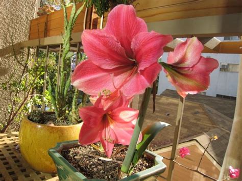 How To Rebloom An Amaryllis Bulb