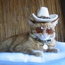 25 Cats in Cowboy Hats ideas | cats, cat hat, cowboy hats