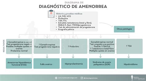 Amenorrea hipotalámica: diagnóstico por exclusión - Marta Castroviejo