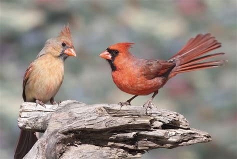 10 Crimson Facts About Cardinals | Mental Floss