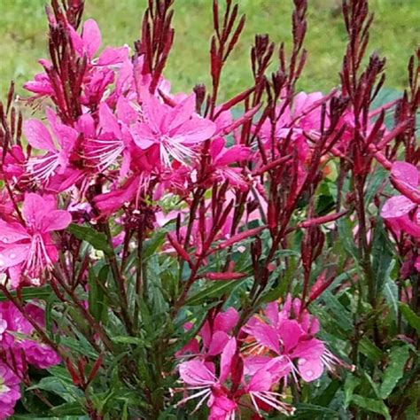 Gaura lindheimeri ‘Belleza Dark Pink’ | Kiefer Nursery: Trees, Shrubs, Perennials