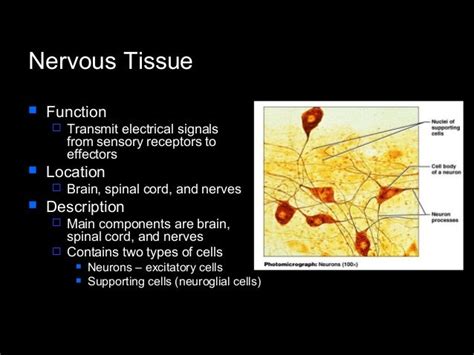 Histology 1 fro medicine and science student