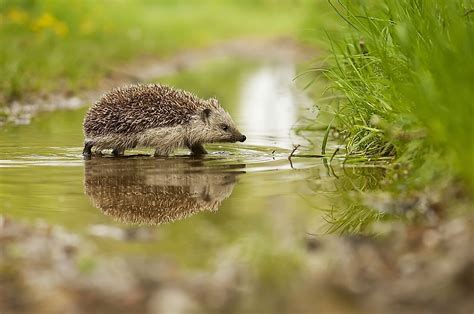 Animals Native to the UK - WorldAtlas