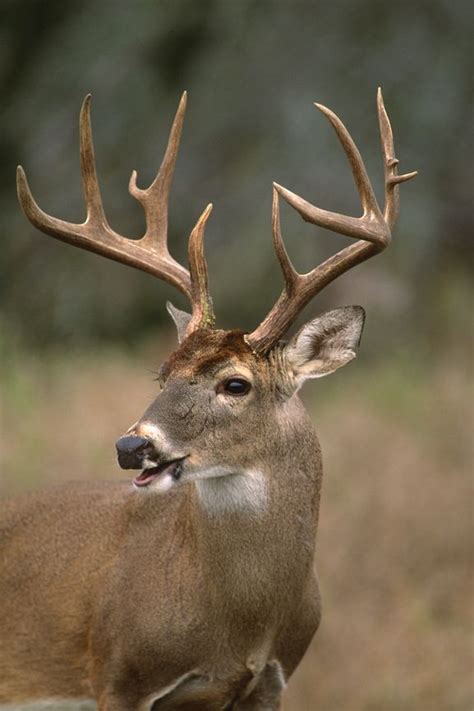 Deer Antler Photo Gallery | Whitetail Bucks